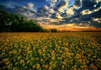 Obraz premium Zachód słońca na polu rzepaku