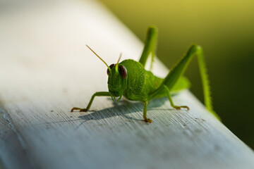 Macro photography of Grasshopper