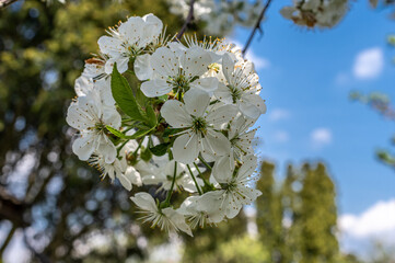 kwitnące wiśnie w ogrodzie z białymi kwiatami na gałązkach © Henryk Niestrój
