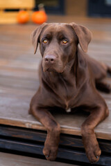 Brown labrador close-up lying on a wooden surface