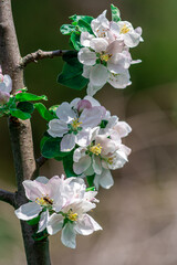 gałązka kwitnącej jabłoni z białymi kwiatami - obrazy, fototapety, plakaty
