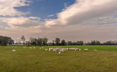 Fototapeta na wymiar Landscape with Fassona breed cows grazing on the countryside of the Italian Po valley in Fossano, province of Cuneo, Piedmont, Italy