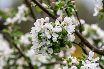 kwitnąca jabłoń w ogrodzie z białymi kwiatami