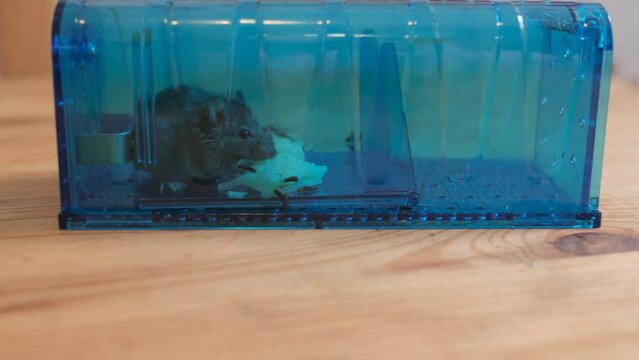 alive mouse trapped in a humane mouse trap with some cheese inside