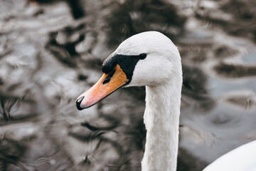 Portrait of a graceful white swan against the background of water in the lake