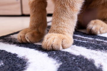 Closeup of the front paws of the red cat