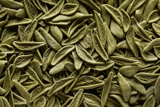 Top view of Spinach sfoglia pasta