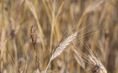 Ears of grain close-up. Golden ripening grain. Ears of rye growing before harvest in the field. Growing grain in the field.