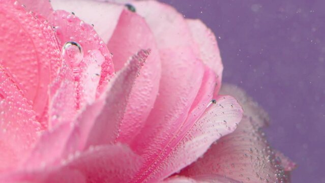 Close-up of rose covered with bubbles in water. Stock footage. Beautiful pink rose with bubbles in clear water. Gentle refreshing rose in water. Perfume water with flower
