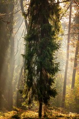 Jesienny las pełen kolorów, mgieł i promieni słońca - obrazy, fototapety, plakaty