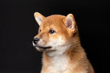 Cute portrait of Red-haired Japanese smiling cute puppy Shiba Inu Dog sitting on isolated black background, front view. Happy pet.