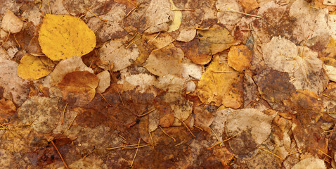 Tekstura, tło żółto brązowych jesiennych opadniętych liści, przygniecionych przez koła...