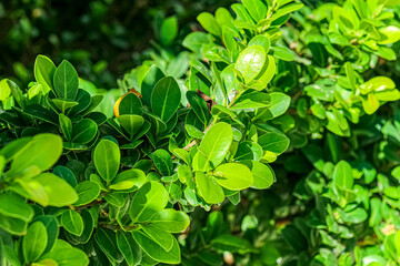 green leaves background 