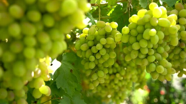 Agricultural Industry.Vineyard.Close up of a Branch of Ripe White Grapes. Wine Grapes Harvest