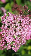 Obraz premium close-up of pink and white flowers in the garden as natural mobile wallpaper background, vertical phone wallpaper in natural style 