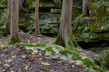 630-09 Cedar Shoreline