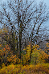 Fototapeta premium 630-91 Autumn Twilight