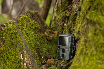 camera trap disguised surveillance camera in the forest on a tree to observe animals and birds.