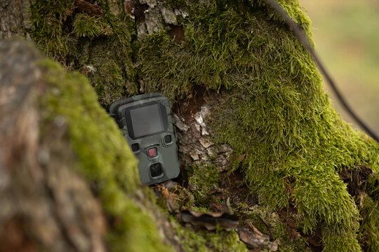 camera trap disguised surveillance camera in the forest on a tree to observe animals and birds.