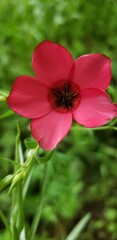 beautiful nature closet up of red flower with 5 petals