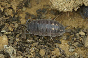 Closeup shot of Porcellio ornatus woodlice at Lake Venuela, Andalusia in Spain