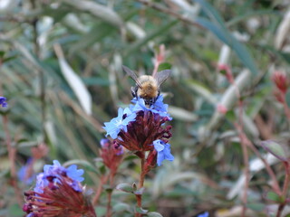 Small bumble bee, common carder bee (Bombus pascuorum), feeding on blue plumbago flowers with muted green grass background