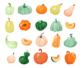Different kinds of squashes or pumpkins vector illustrations set. Collection of cartoon drawings of pumpkins, healthy food isolated on white background. Vegetables, autumn, nature, harvest concept