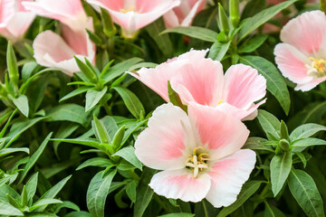 Beautiful pink flowers on summer day, closeup