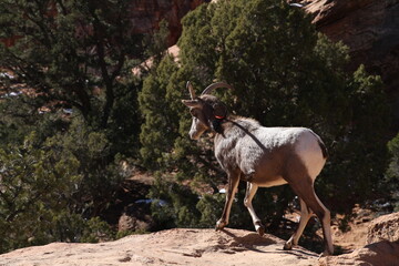 mountain goat in nature