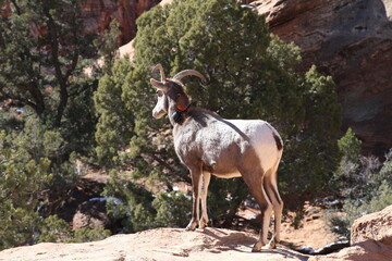 Obraz premium mountain goat in nature