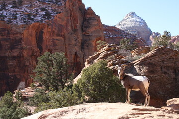 mountain goat in nature