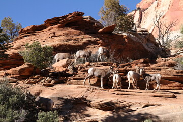 mountain goat in nature