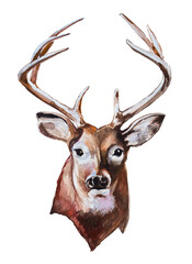 Beautiful watercolor hanpainted deer for print, poster,card,invitation. Forest animal concept.
