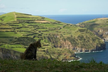 Beautiful view of a cute cat with the islands in the background in the Azores islands, Sao Miguel.