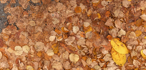 Tekstura, tło żółto brązowych jesiennych opadniętych liści, przygniecionych przez koła samochodu,
