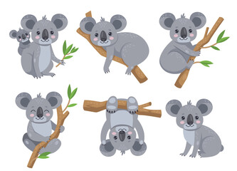 Cute koala sitting on eucalyptus tree cartoon illustration set. Adorable Australian bear with baby, lying and hanging on tree, holding leaf branch. Wildlife animal concept © PCH.Vector