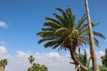 Fototapeta premium View of beautiful palm trees on sunny day