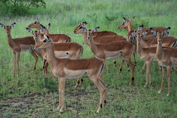 Antílopes en la selva de 