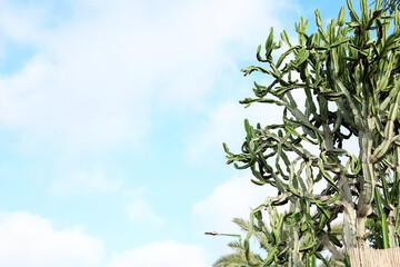 View of big cactus on sunny day