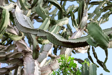 Big green cactus against blue sky, closeup