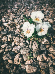 Pansy on gravel bed