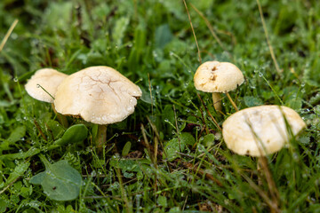 wild mushroom in the Sierra de Guadarrama mountains in Madrid, Spain