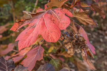 Oak leaf hydrangea plant in autumn