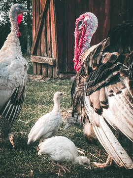 Turkey Family On A Swedish Farm