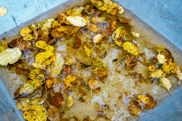autumn leaves in a wheelbarrow a rainy day
