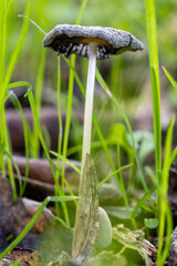wild mushroom in the Sierra de Guadarrama mountains in Madrid, Spain
