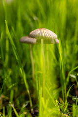 wild mushroom in the Sierra de Guadarrama mountains in Madrid, Spain