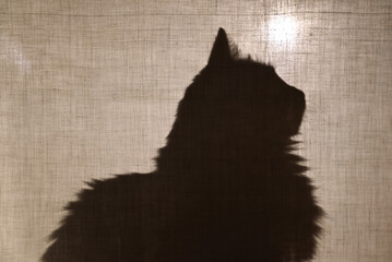 Abstract background. Shadow, silhouette of a cat. Profile of a cat sitting behind a cotton fabric.