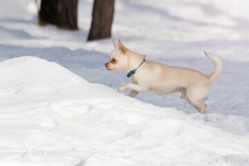 little white dog chihuahua runs through the snowdrifts