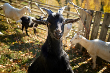 Black goat on the field in mountains looking straight into the camera. Portrait of a cute young black goat at the farm.